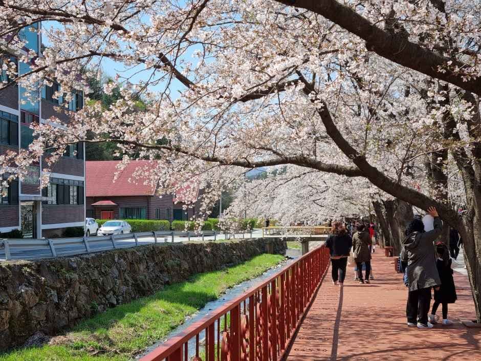 Cherry Blossom Season in Korea: When and Where to Go